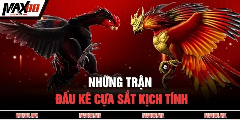 Những trận đấu kê cựa sắt kịch tính